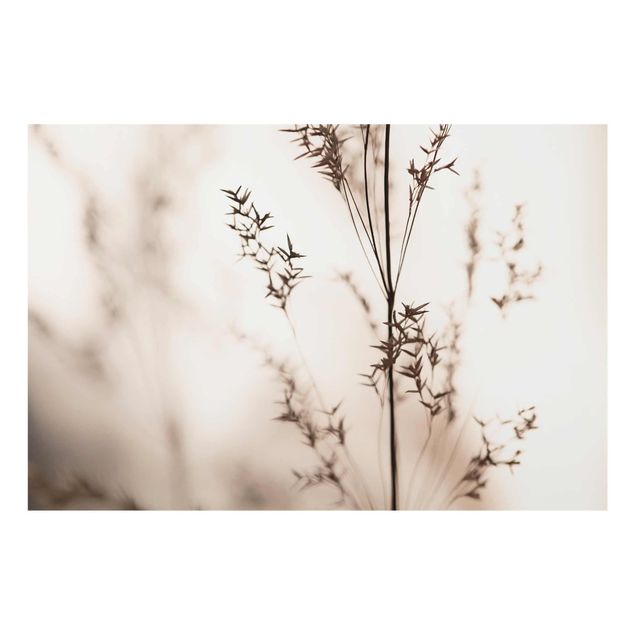 Billeder Monika Strigel Elegant Grass In The Shadow