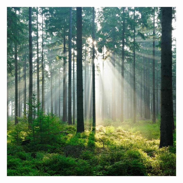 Tapet Enlightened Forest