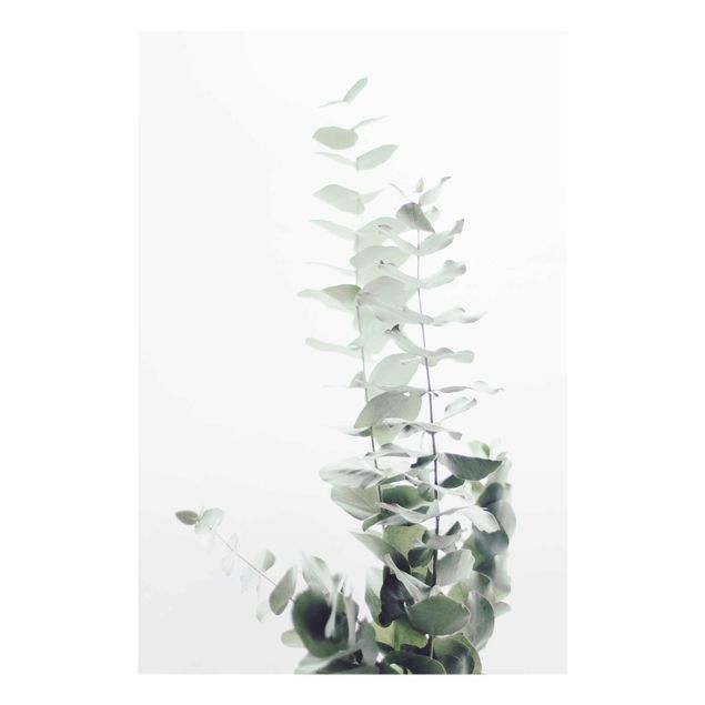 Billeder grøn Eucalyptus In White Light
