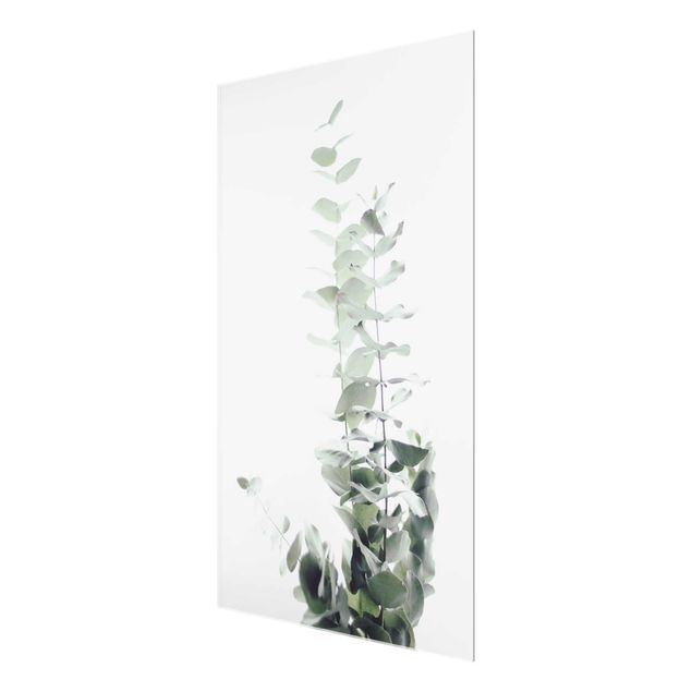 Billeder Monika Strigel Eucalyptus In White Light