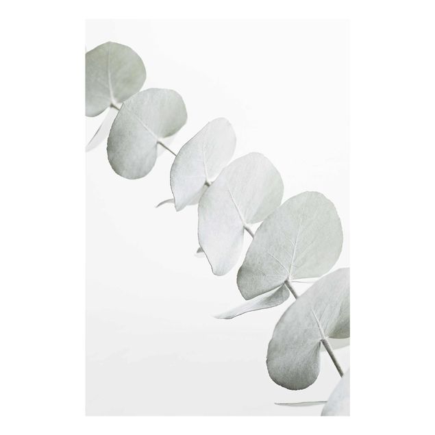 Billeder Monika Strigel Eucalyptus Branch In White Light