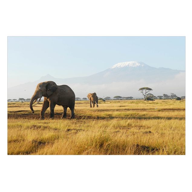 Vinduesklistermærker dyr Elephants In Front Of The Kilimanjaro In Kenya