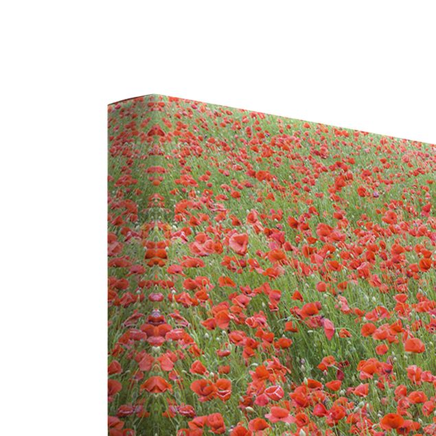 Billeder rød Poppy Field