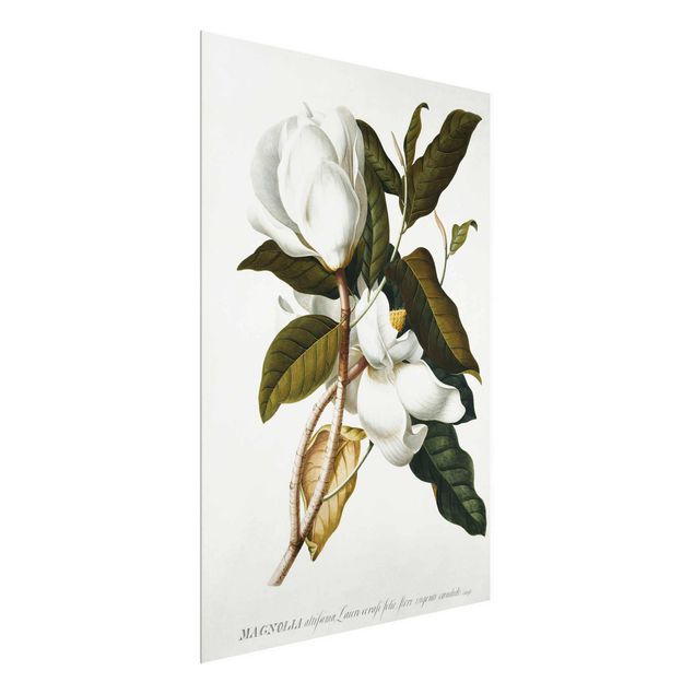 Glasbilleder blomster Georg Dionysius Ehret - Magnolia