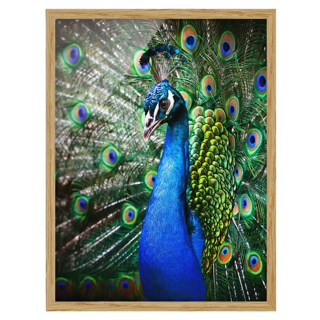 Billeder moderne Noble Peacock