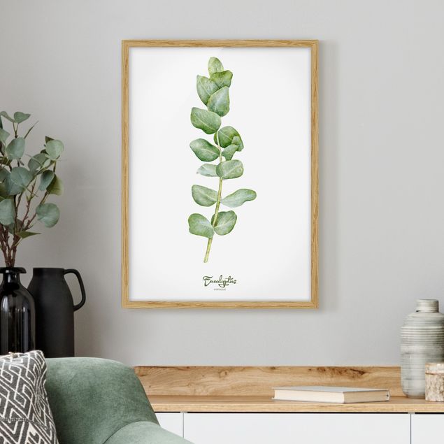 Indrammede plakater blomster Watercolour Botany Eucalyptus