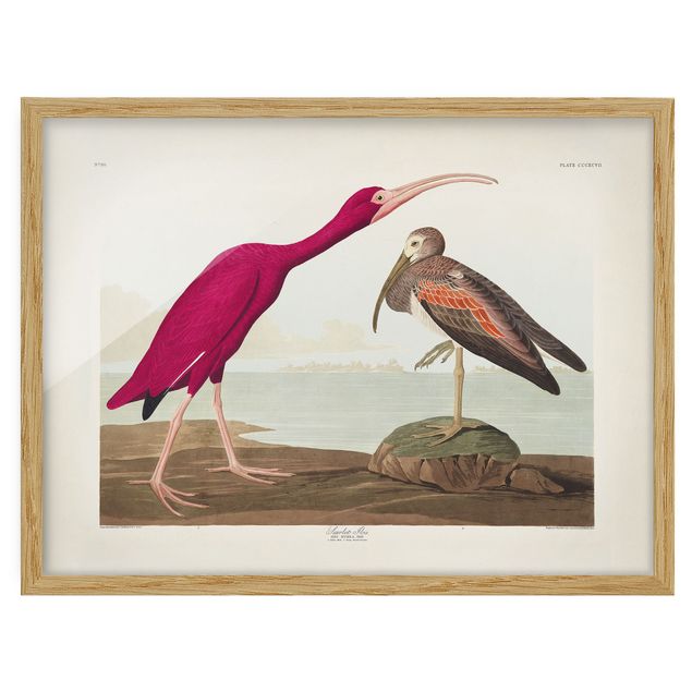 Billeder strande Vintage Board Red Ibis
