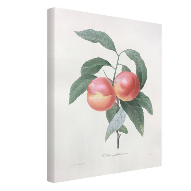 Billeder blomster Botany Vintage Illustration Peach