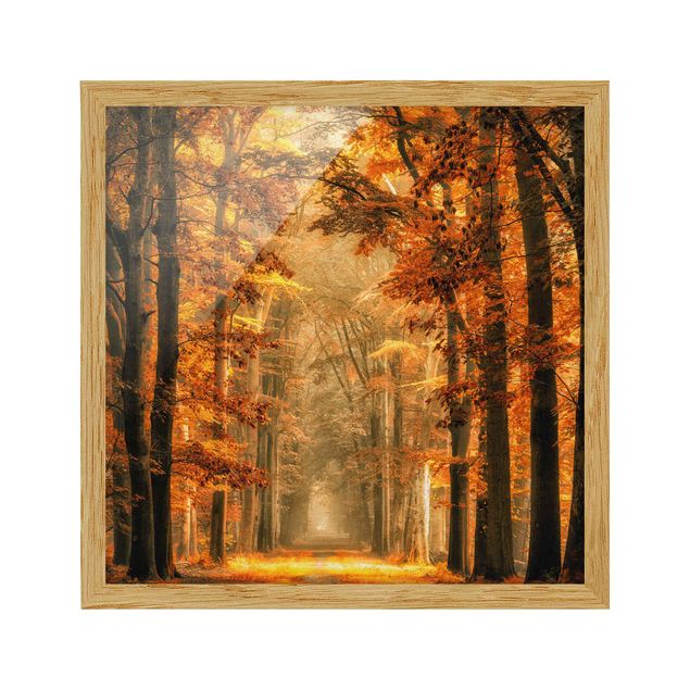 Indrammede plakater landskaber Enchanted Forest In Autumn