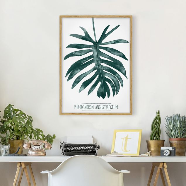 Indrammede plakater blomster Emerald Philodendron Angustisectum