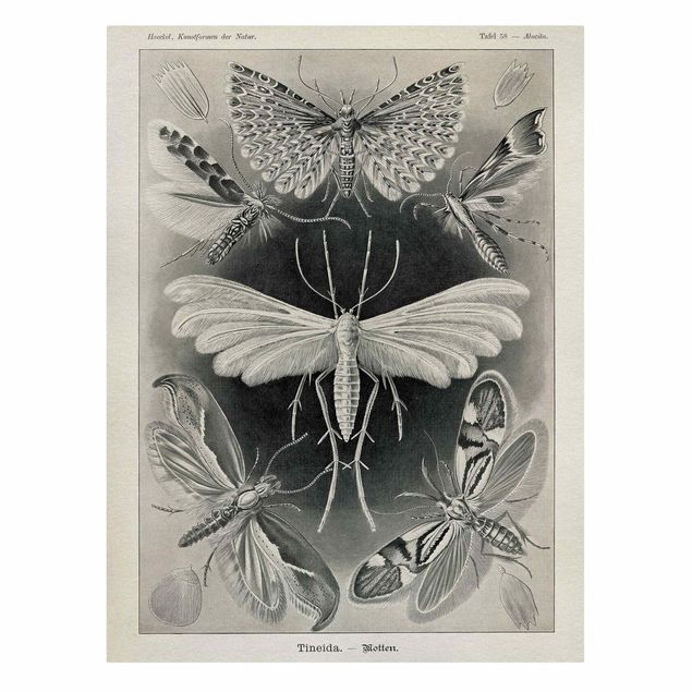 Billeder på lærred vintage Vintage Board Moths And Butterflies