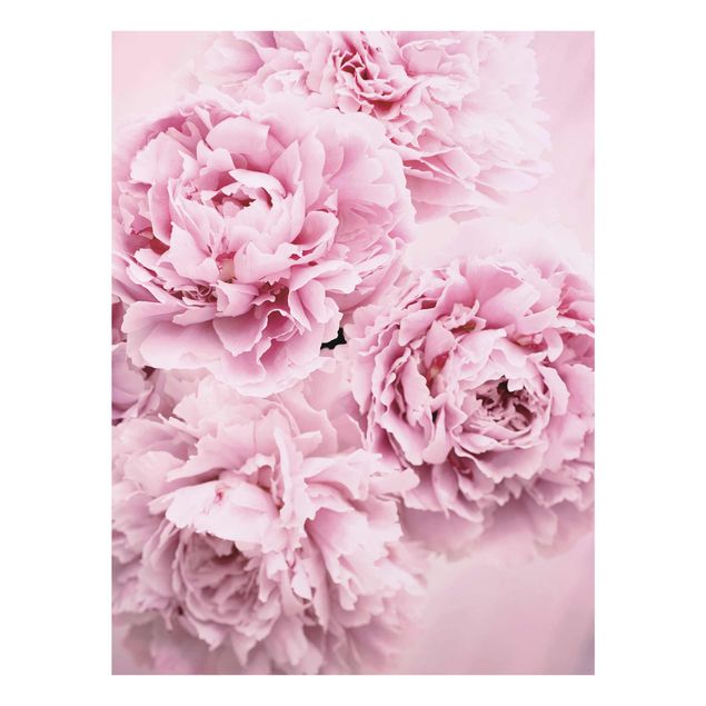 Billeder blomster Pink Peonies