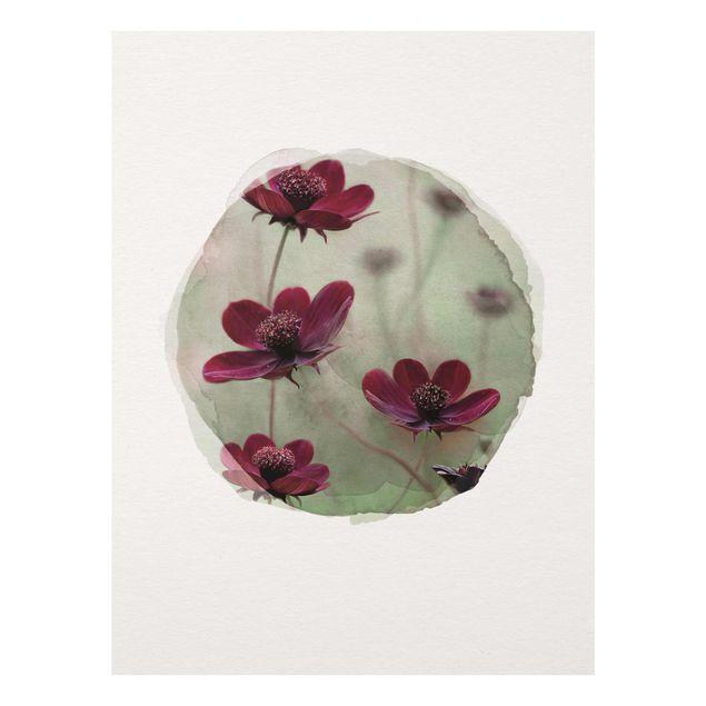 Billeder blomster WaterColours - Pink Kosmeen
