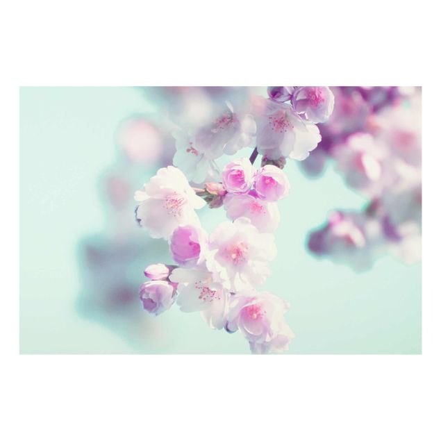 Billeder lyserød Colourful Cherry Blossoms
