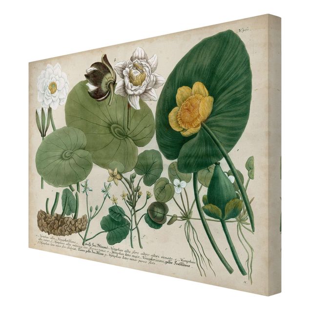 Billeder grøn Vintage Board White Water-Lily