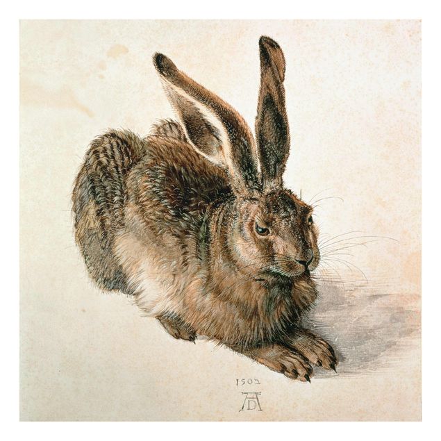 Billeder kunsttryk Albrecht Dürer - Young Hare