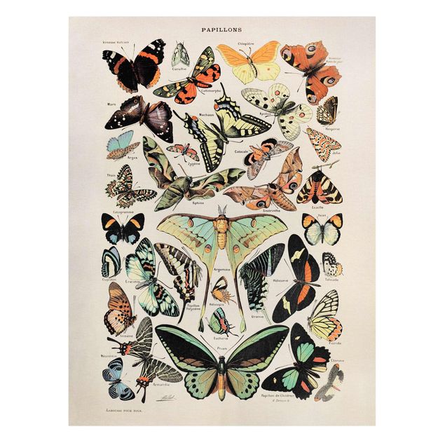 Billeder på lærred dyr Vintage Board Butterflies And Moths