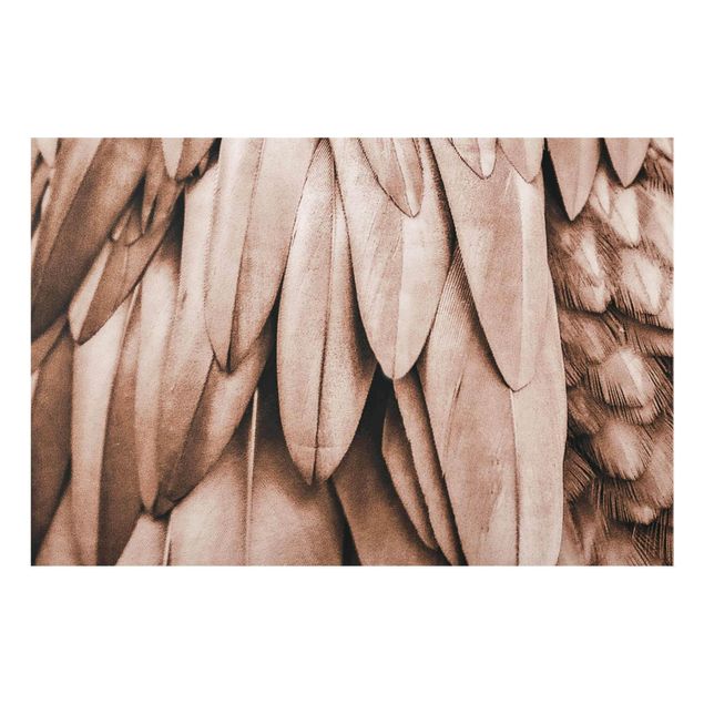Billeder brun Feathers In Rosegold