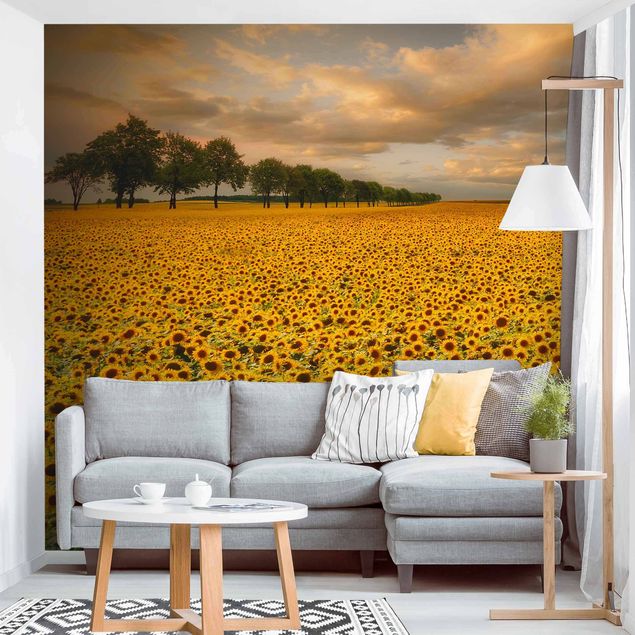 Fototapet solsikker Field With Sunflowers