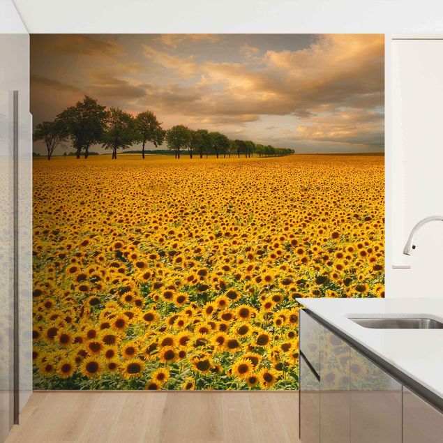 Moderne tapet Field With Sunflowers
