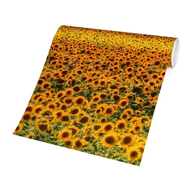 Fototapet landskaber Field With Sunflowers