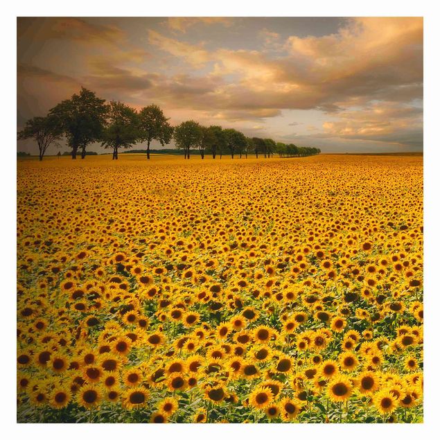 Fototapet gul Field With Sunflowers