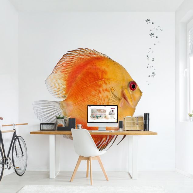 Tapet med fisk Fire Red Discus fish
