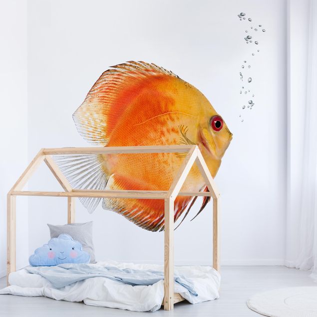 Moderne tapet Fire Red Discus fish