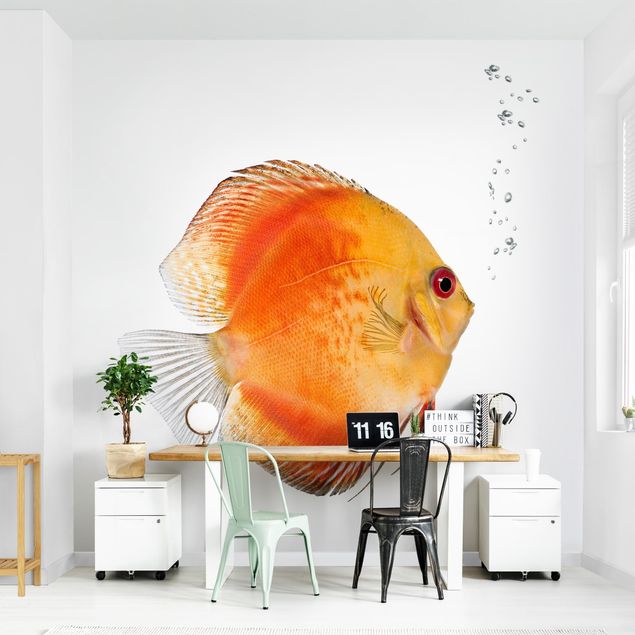 Tapet med dyr Fire Red Discus fish