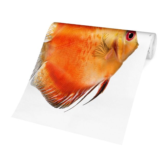 Tapet Fire Red Discus fish