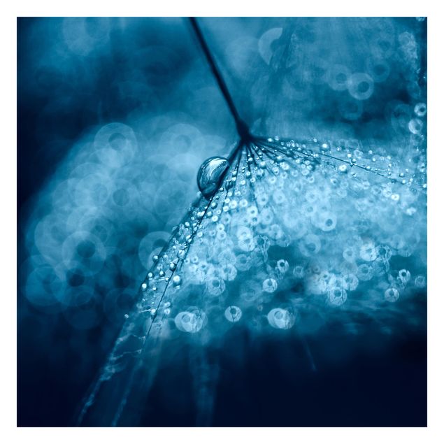 Tapet Blue Dandelion In The Rain