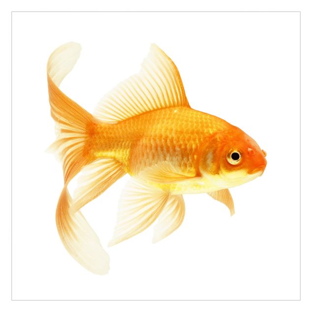 Tapet Ms Goldfish