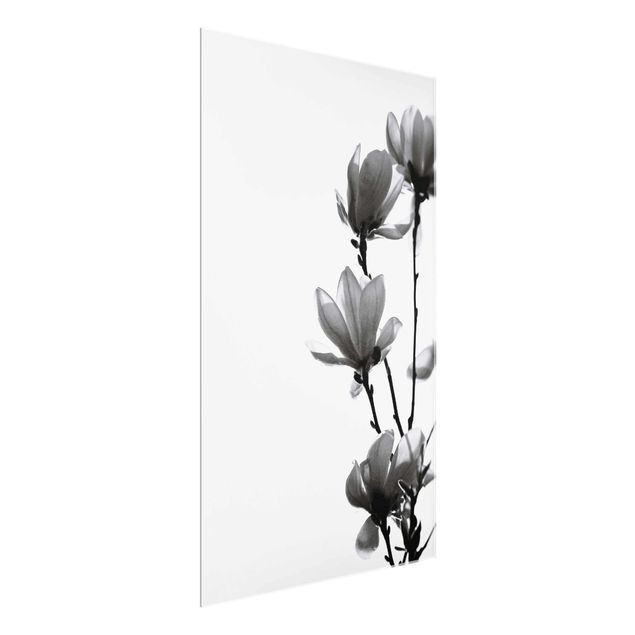 Billeder blomster Herald Of Spring Magnolia Black And White