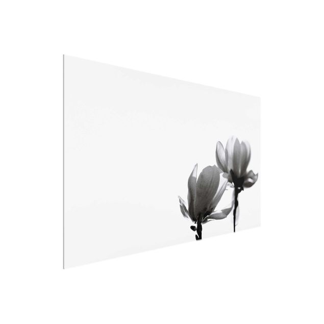 Billeder blomster Herald Of Spring Magnolia Black And White