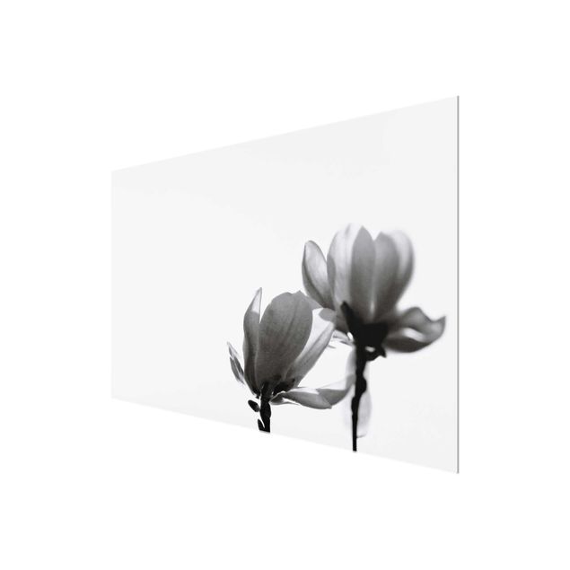 Billeder Monika Strigel Herald Of Spring Magnolia Black And White