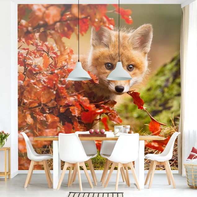 Tapet moderne Fox In Autumn