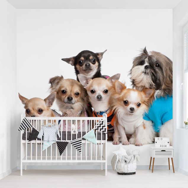 Børneværelse deco Five Chihuahuas And A Shi
