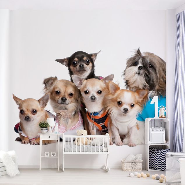 Tapet moderne Five Chihuahuas And A Shi