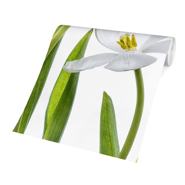 Hvid tapet Five White Tulips