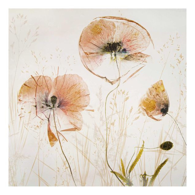 Billeder blomster Dried Poppy Flowers With Delicate Grasses