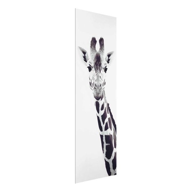 Glasbilleder dyr Giraffe Portrait In Black And White