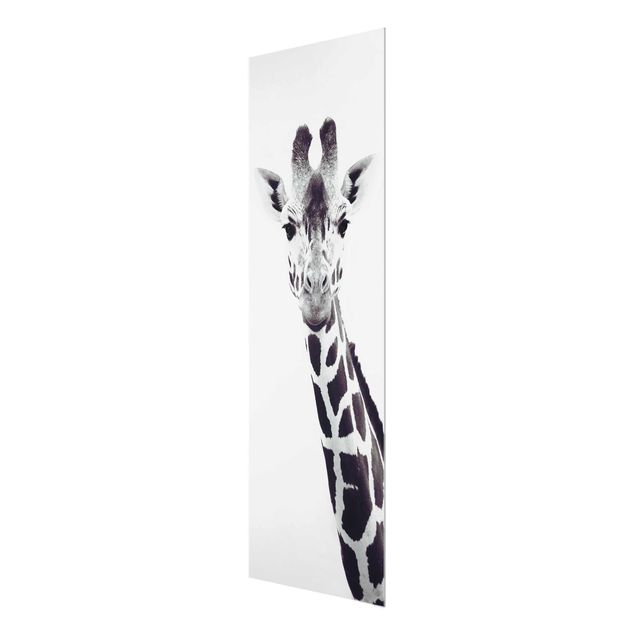 Billeder sort og hvid Giraffe Portrait In Black And White