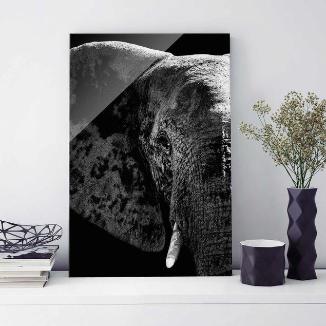 Billeder elefanter African Elephant black & white
