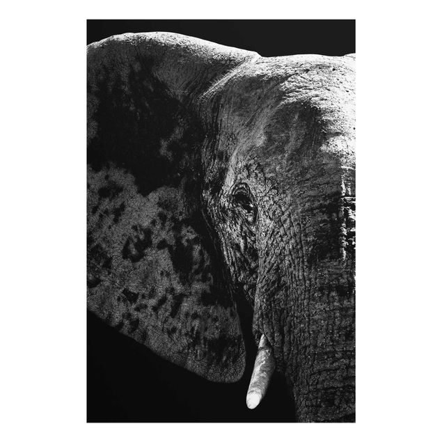 Billeder Afrika African Elephant black & white