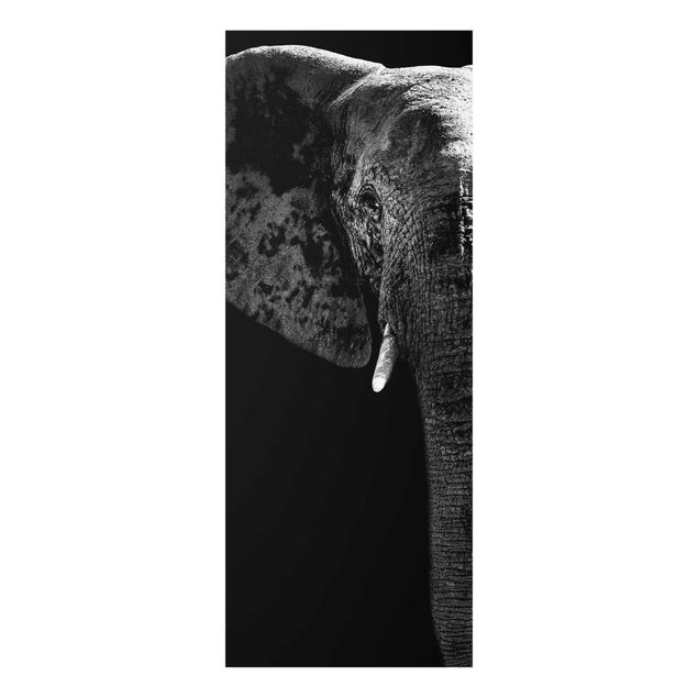 Billeder Afrika African Elephant black & white