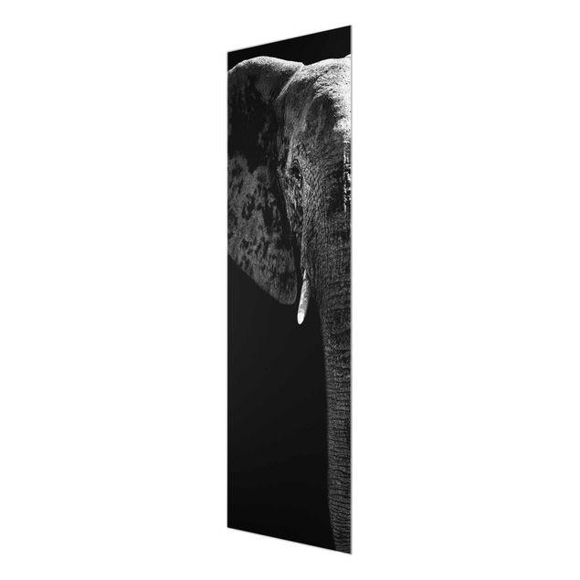 Billeder sort og hvid African Elephant black & white