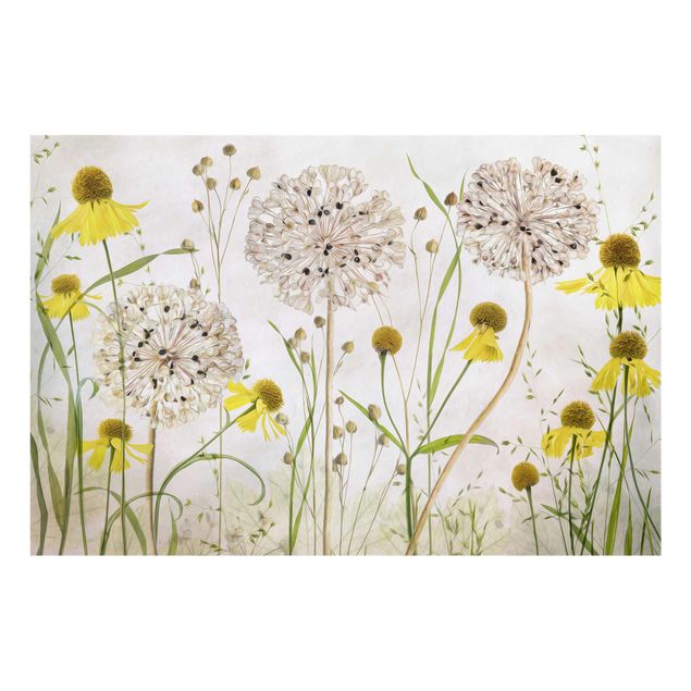 Billeder blomster Allium And Helenium Illustration