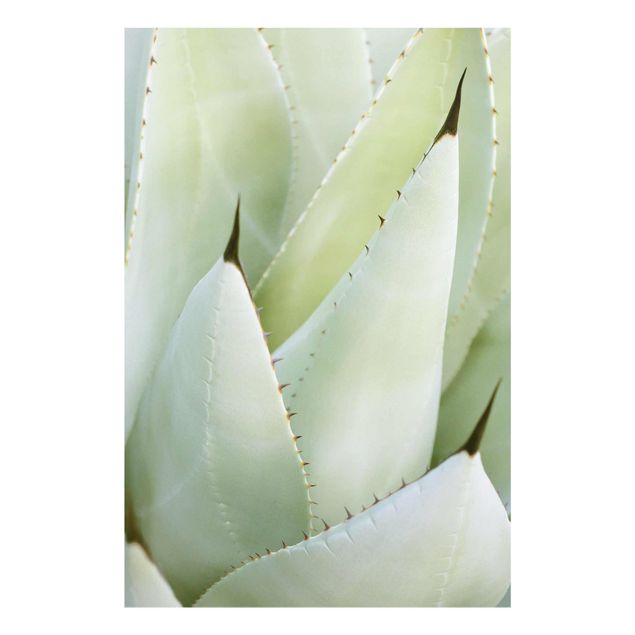 Billeder grøn Aloe