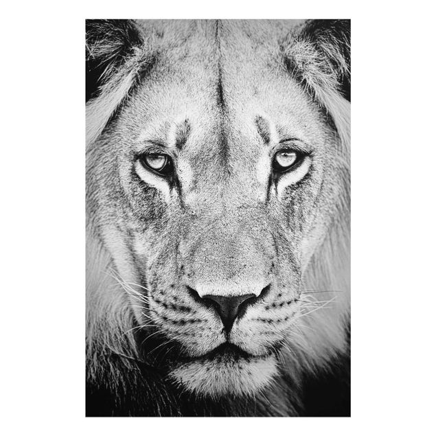 Billeder Afrika Old Lion