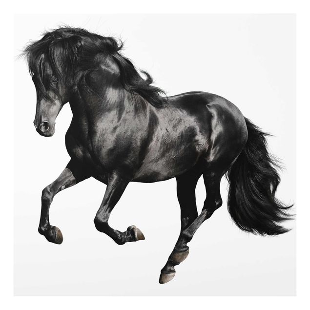 Billeder sort og hvid Arabian Stallion
